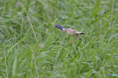 飛び込む