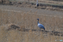 ヒマラヤ越えて