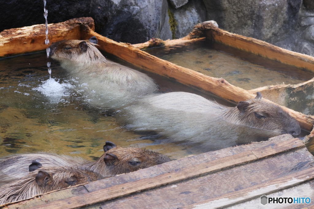 カピバラ温泉