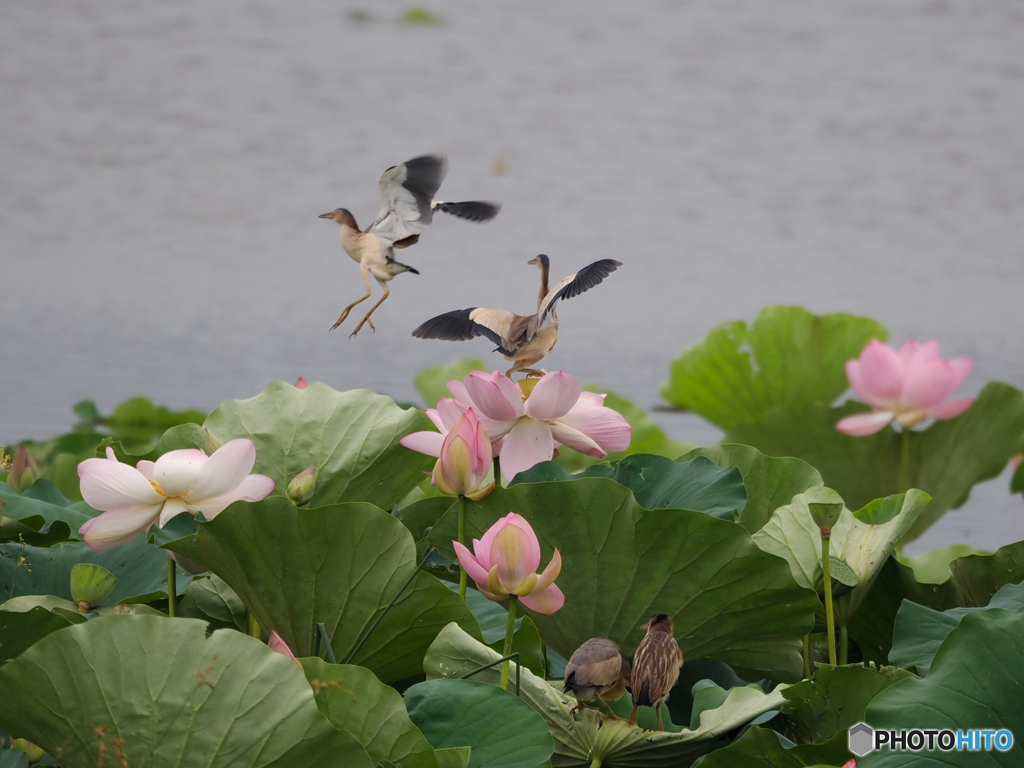 蓮池寸景