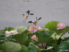 蓮池寸景