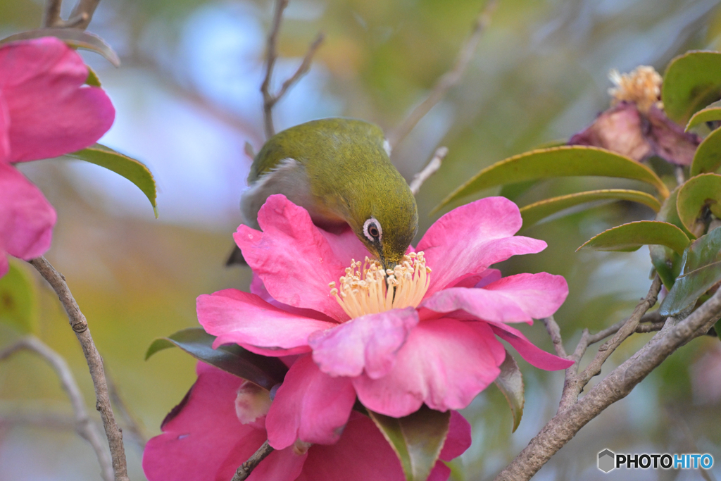 山茶花に夢中