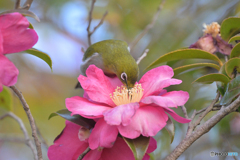 山茶花に夢中