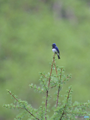 Blue in green