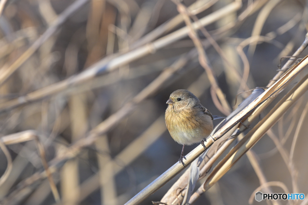モグモグ以外