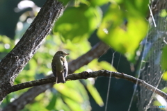 木陰で