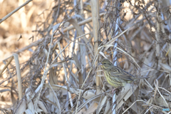 日陰が落ち着く