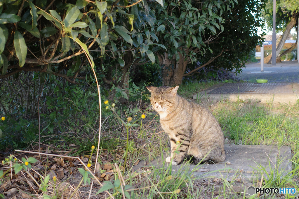 狸寝入り