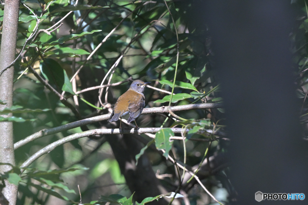 逃げるの早っ