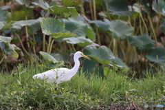 レンコン畑でつかまえて