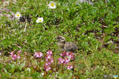 お花畑でつかまえて