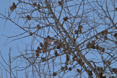 夏は何方へ？