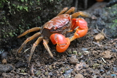 弁慶さん