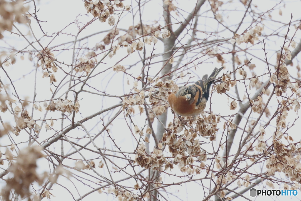 逆さでパリパリ