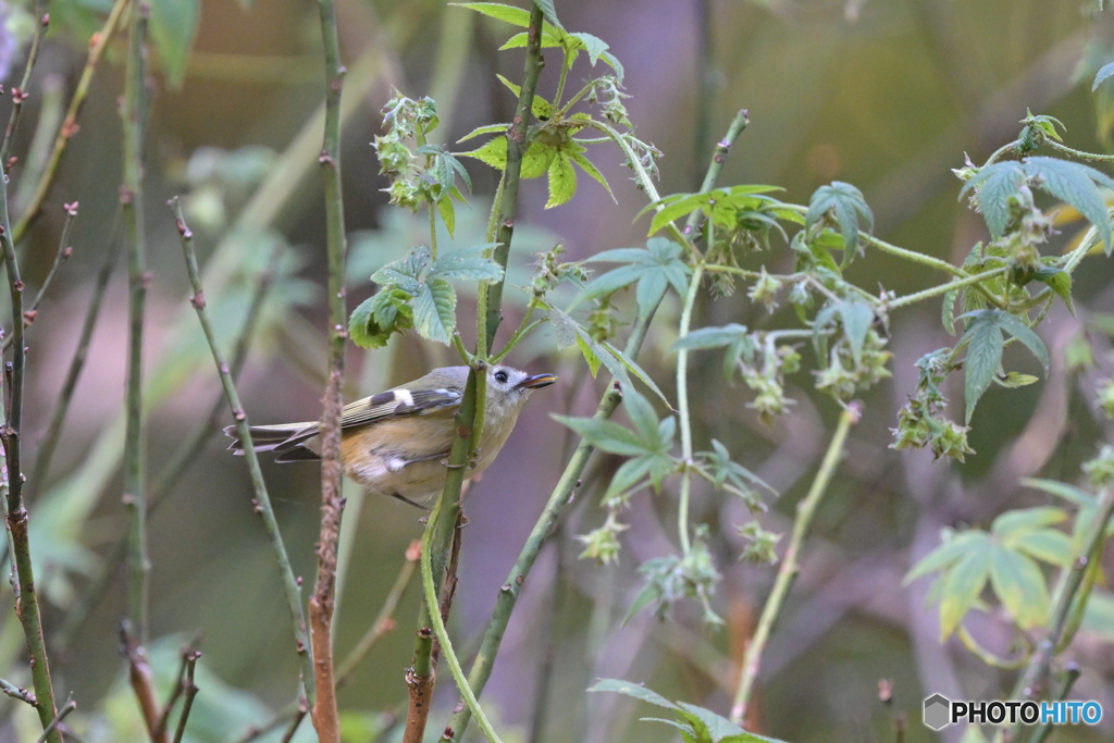 ベロ出しキクゾー
