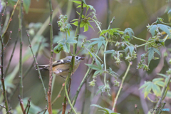 ベロ出しキクゾー