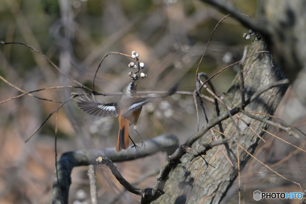 虫じゃなくても