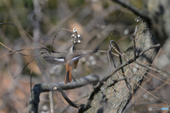 虫じゃなくても