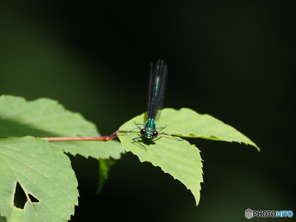 Dragonfly