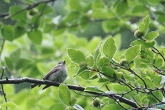 小雨のコサメ