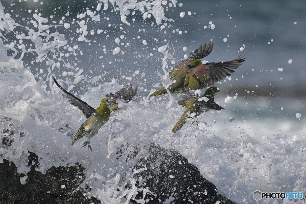 飛沫青鳩