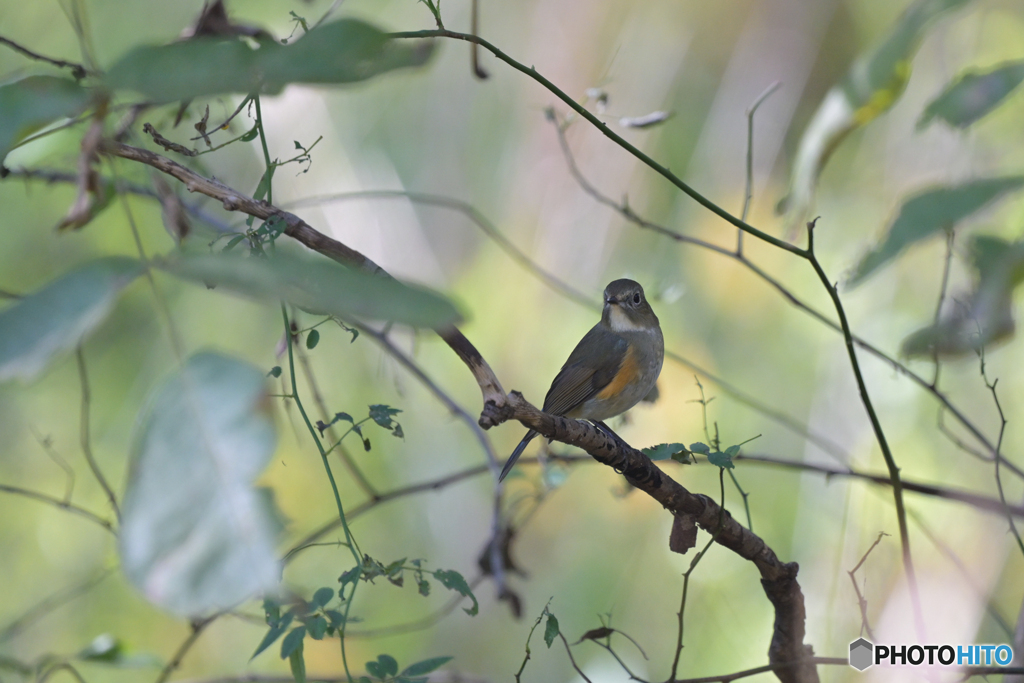 少しだけ青い鳥