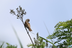 夏空でお粧し