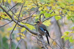 やっぱり違う