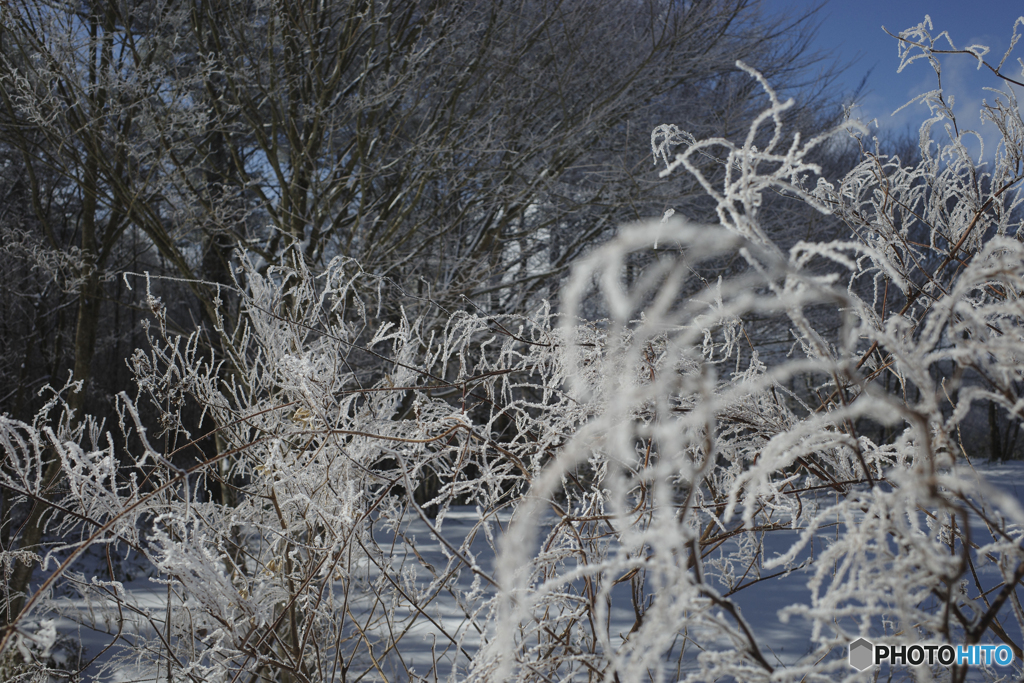 雪の華