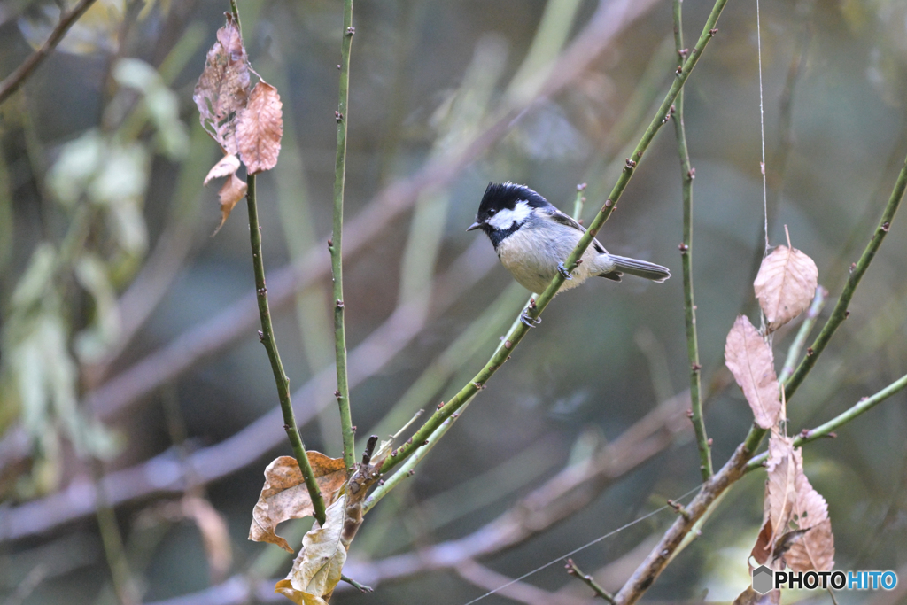 平地はどう？