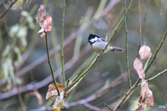 平地はどう？