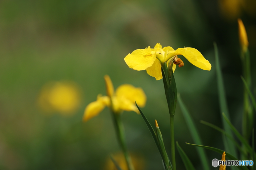 黄菖蒲