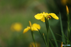 黄菖蒲