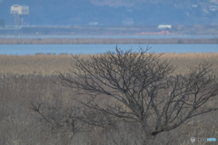遙かなるコチョウ