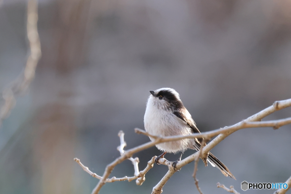 上を向いて歩こう