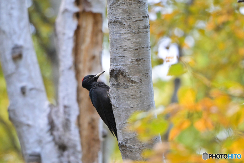 君の為に飛んで来たんだ