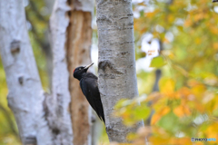 君の為に飛んで来たんだ