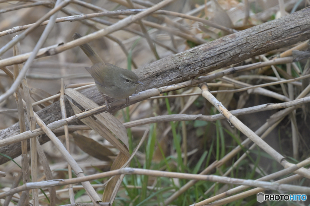 出番はまだ？