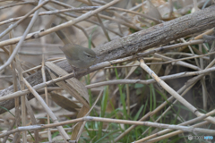 出番はまだ？