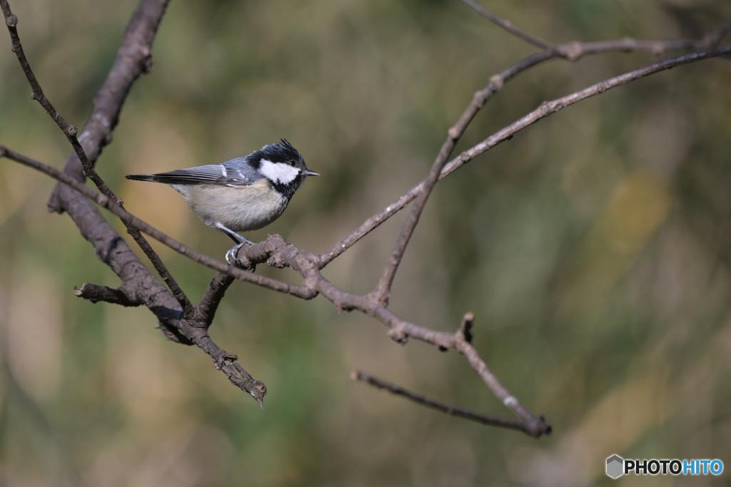 春まで平地に？