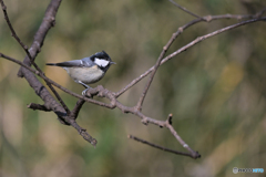 春まで平地に？