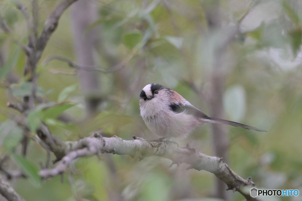丸くなってきた