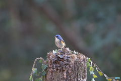 双眼鏡で目が合った