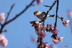 お花見スズメ2021(壱)