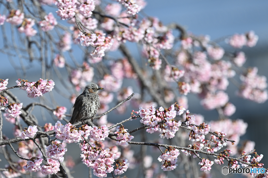 オレ様の桜だ