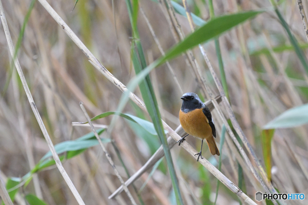 頑張れジョー