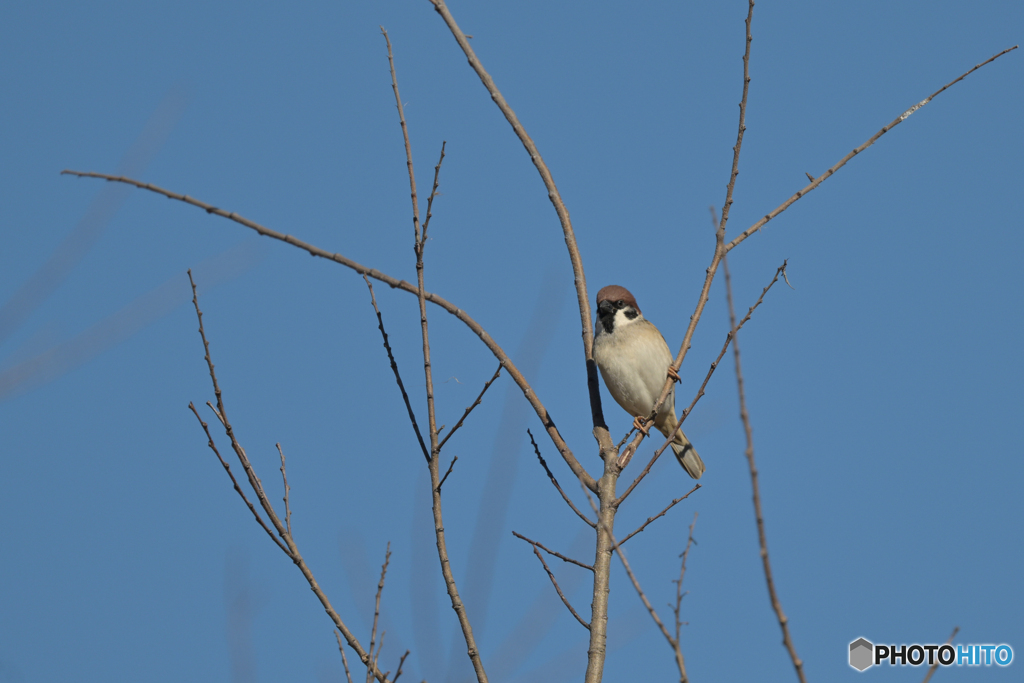 偶にはチュン介