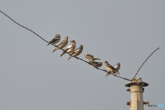 ムクドリは珍鳥です