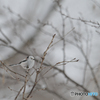 雪の妖精