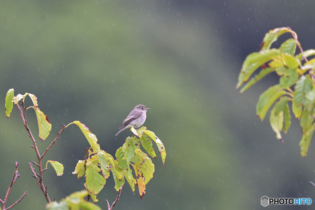 小雨のコサメ
